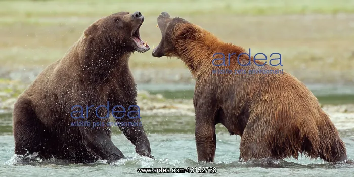 : Brown Bear : Brown Bear