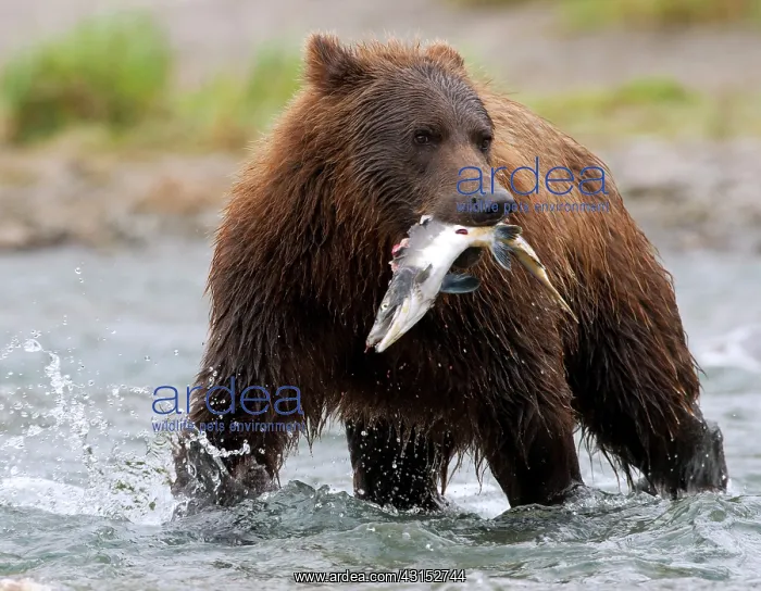 : Brown Bear : Brown Bear