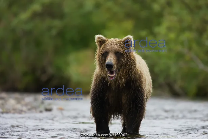 : Brown Bear : Brown Bear