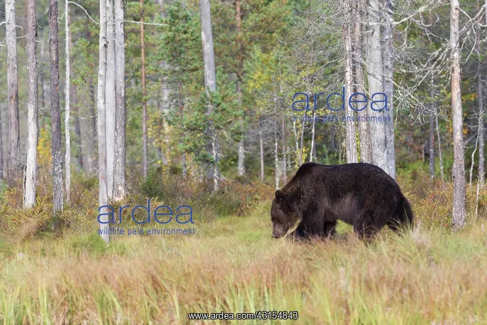 : Brown Bear : Brown Bear