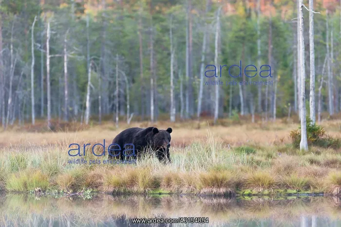 : Brown Bear : Brown Bear