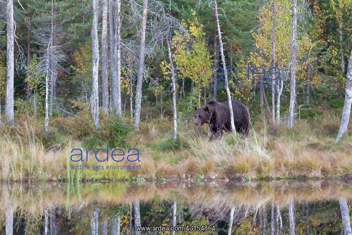 : Brown Bear : Brown Bear