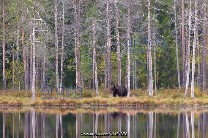 : Brown Bear : Brown Bear