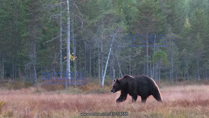 : Brown Bear : Brown Bear