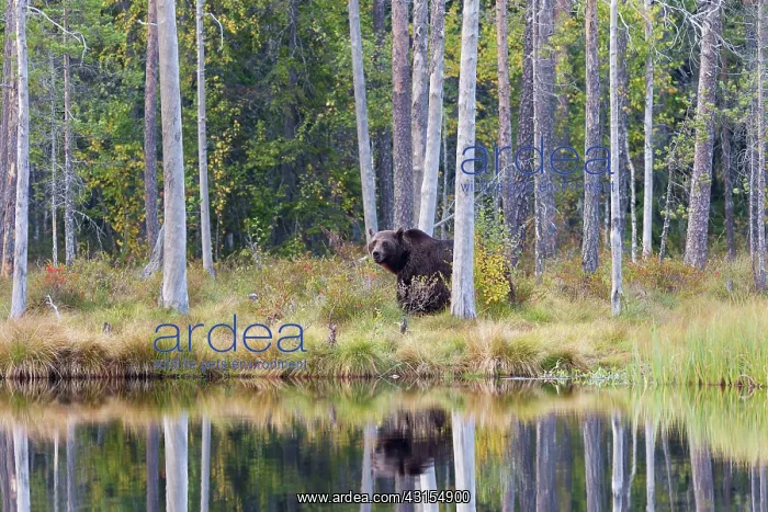 : Brown Bear : Brown Bear