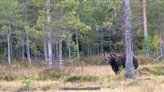 : Brown Bear : Brown Bear