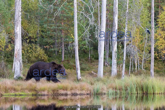 : Brown Bear : Brown Bear