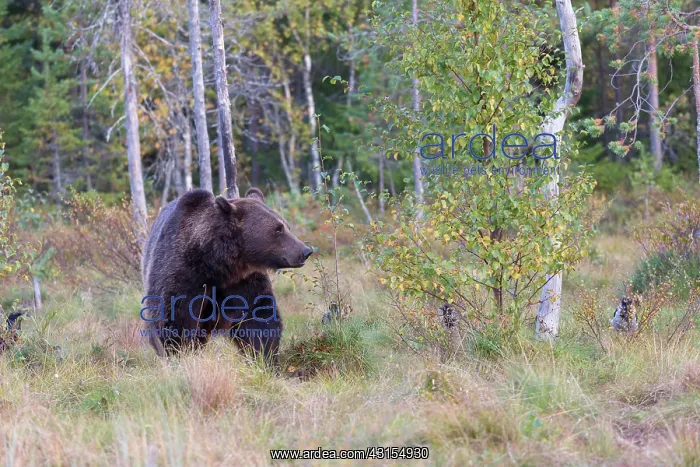 : Brown Bear : Brown Bear