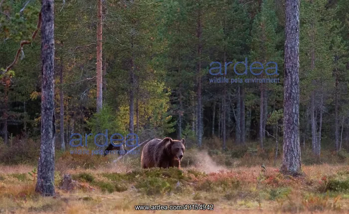 : Brown Bear : Brown Bear