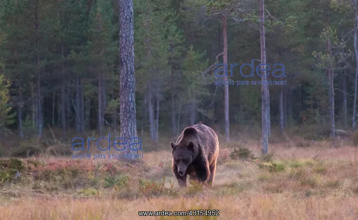 : Brown Bear : Brown Bear