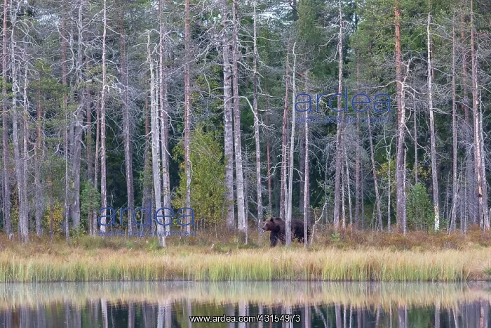 : Brown Bear : Brown Bear