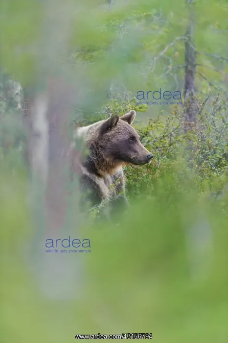 : Brown Bear : Brown Bear