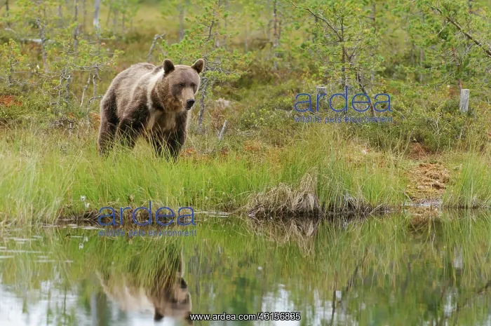 : Brown Bear : Brown Bear