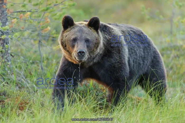: Brown Bear : Brown Bear