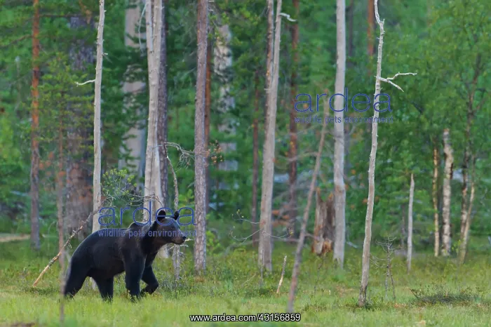 : Brown Bear : Brown Bear