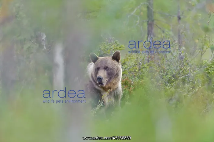 : Brown Bear : Brown Bear