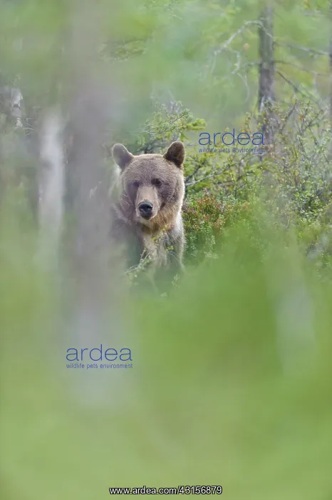 : Brown Bear : Brown Bear