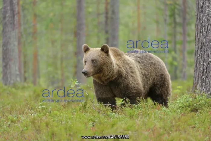 : Brown Bear : Brown Bear