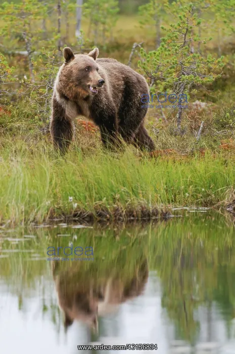 : Brown Bear : Brown Bear