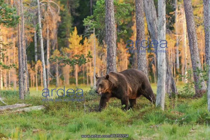: Brown Bear : Brown Bear