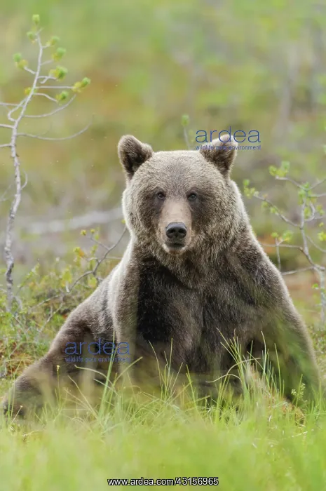 : Brown Bear : Brown Bear