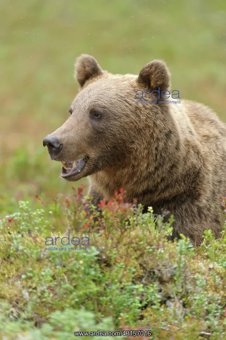: Brown Bear : Brown Bear