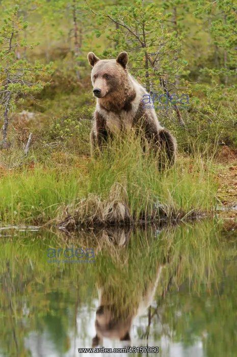 : Brown Bear : Brown Bear