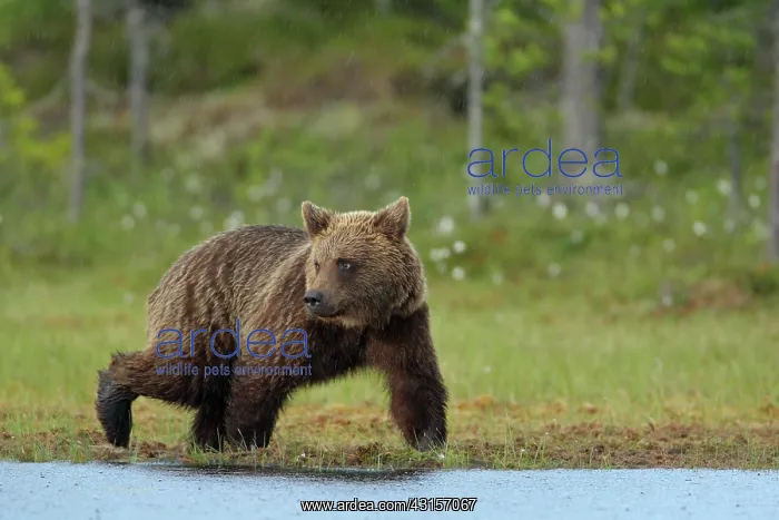 : Brown Bear : Brown Bear