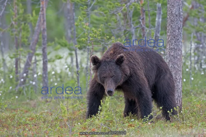 : Brown Bear : Brown Bear