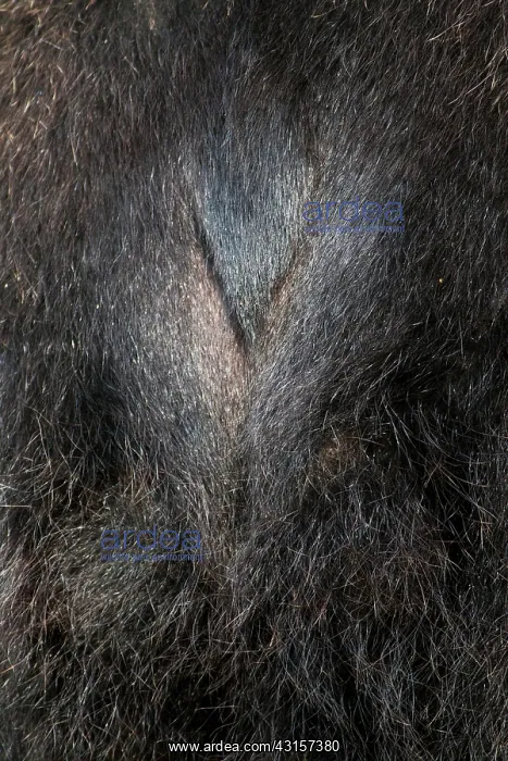 : Brown Bear : Brown Bear