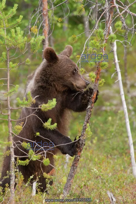 : Brown Bear : Brown Bear