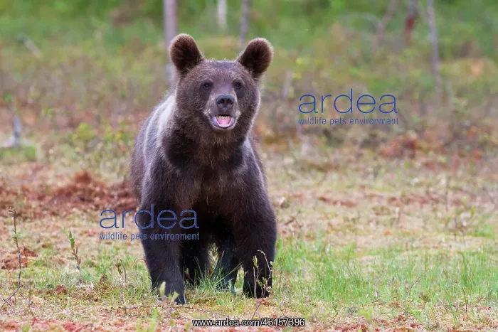 : Brown Bear : Brown Bear
