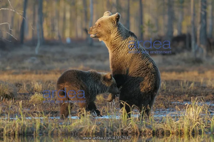 : Brown Bear : Brown Bear