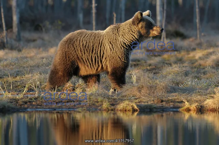 : Brown Bear : Brown Bear