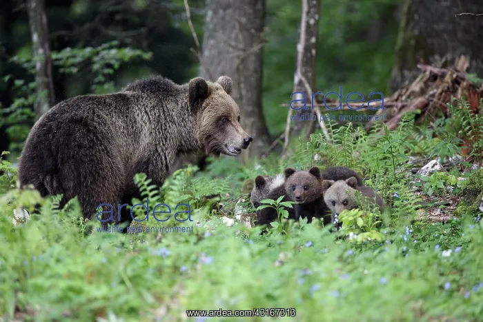 : Brown Bear : Brown Bear