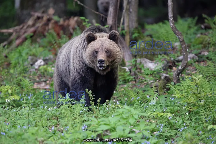  : Brown Bear
