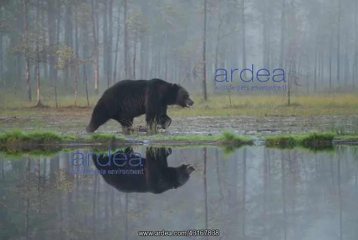 : Brown Bear : Brown Bear