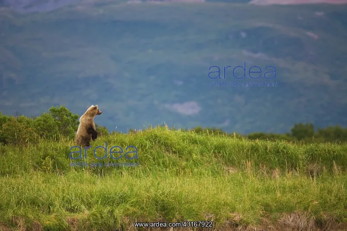 : Brown Bear : Brown Bear