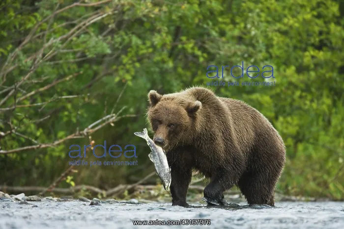 : Brown Bear : Brown Bear
