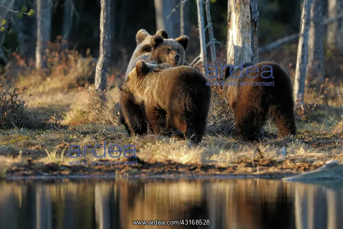 : Brown Bear : Brown Bear