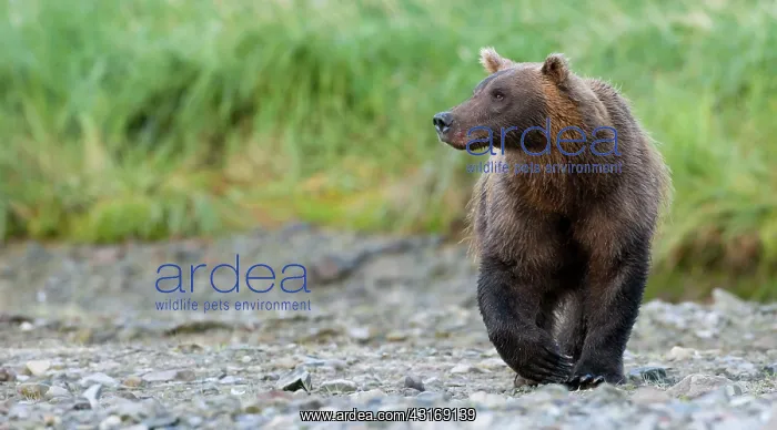 : Brown Bear : Brown Bear