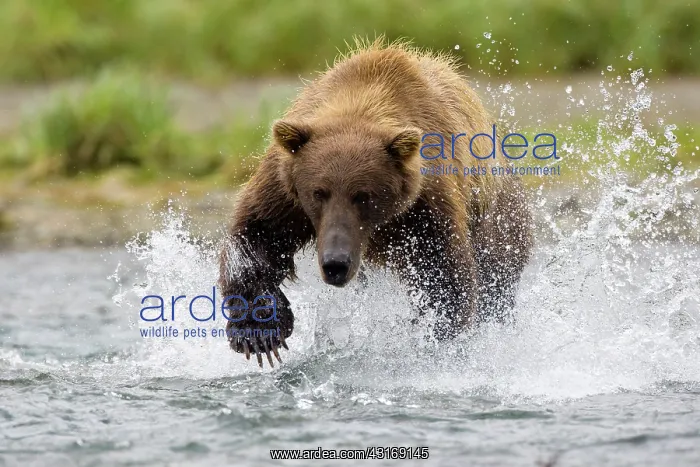 : Brown Bear : Brown Bear