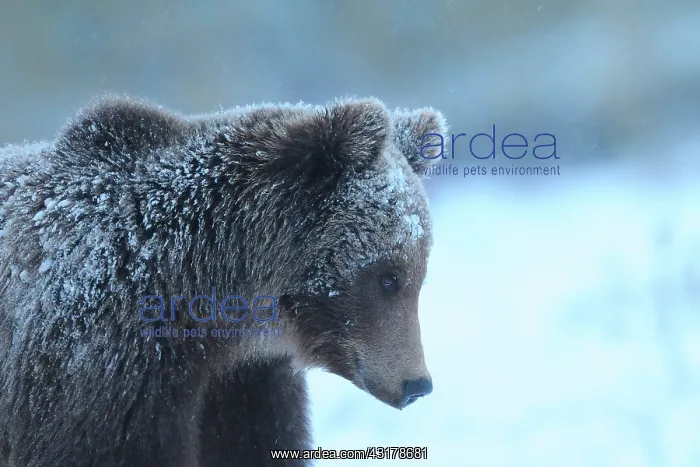 : Brown Bear : Brown Bear