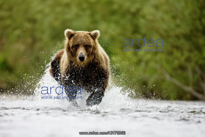 : Brown Bear : Brown Bear