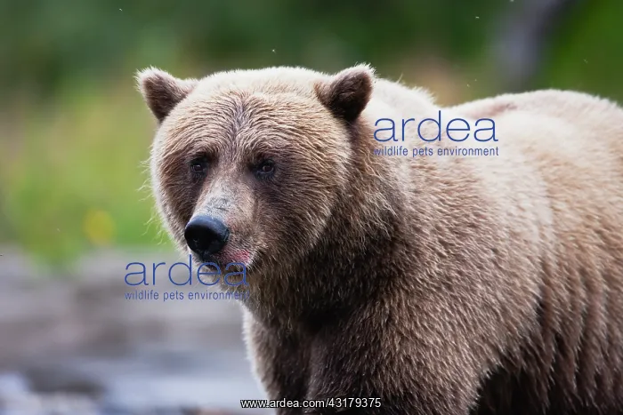 : Brown Bear : Brown Bear