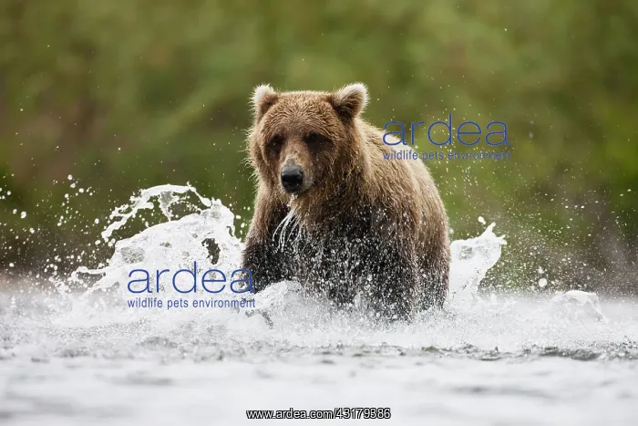 : Brown Bear : Brown Bear