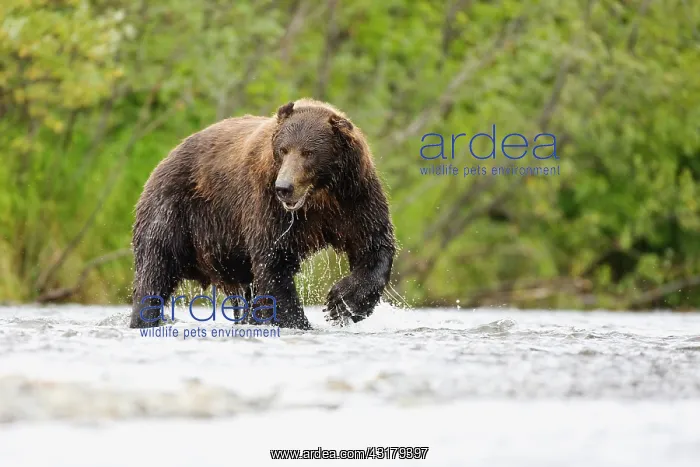 : Brown Bear : Brown Bear