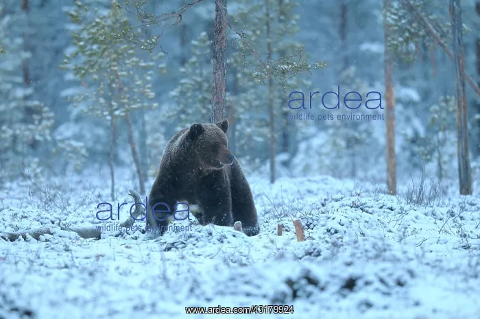 : Brown Bear : Brown Bear