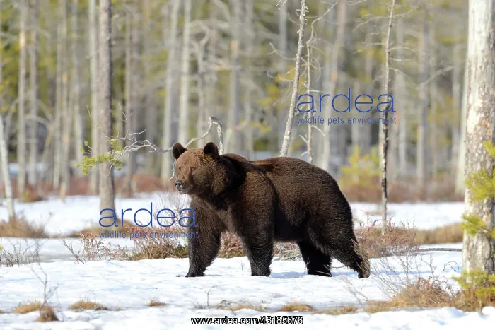 : Brown Bear : Brown Bear