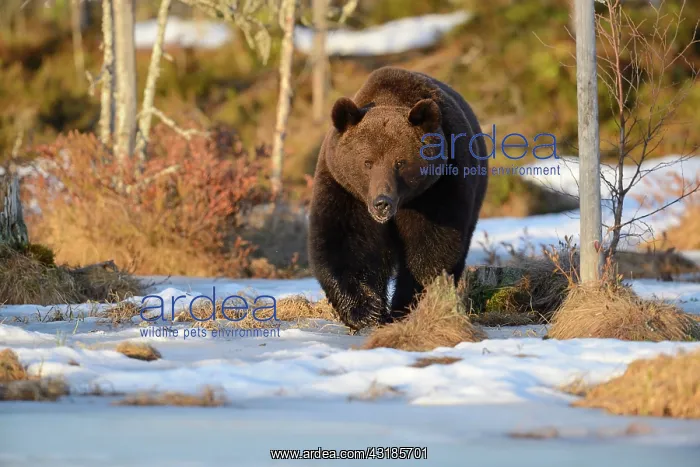 : Brown Bear : Brown Bear